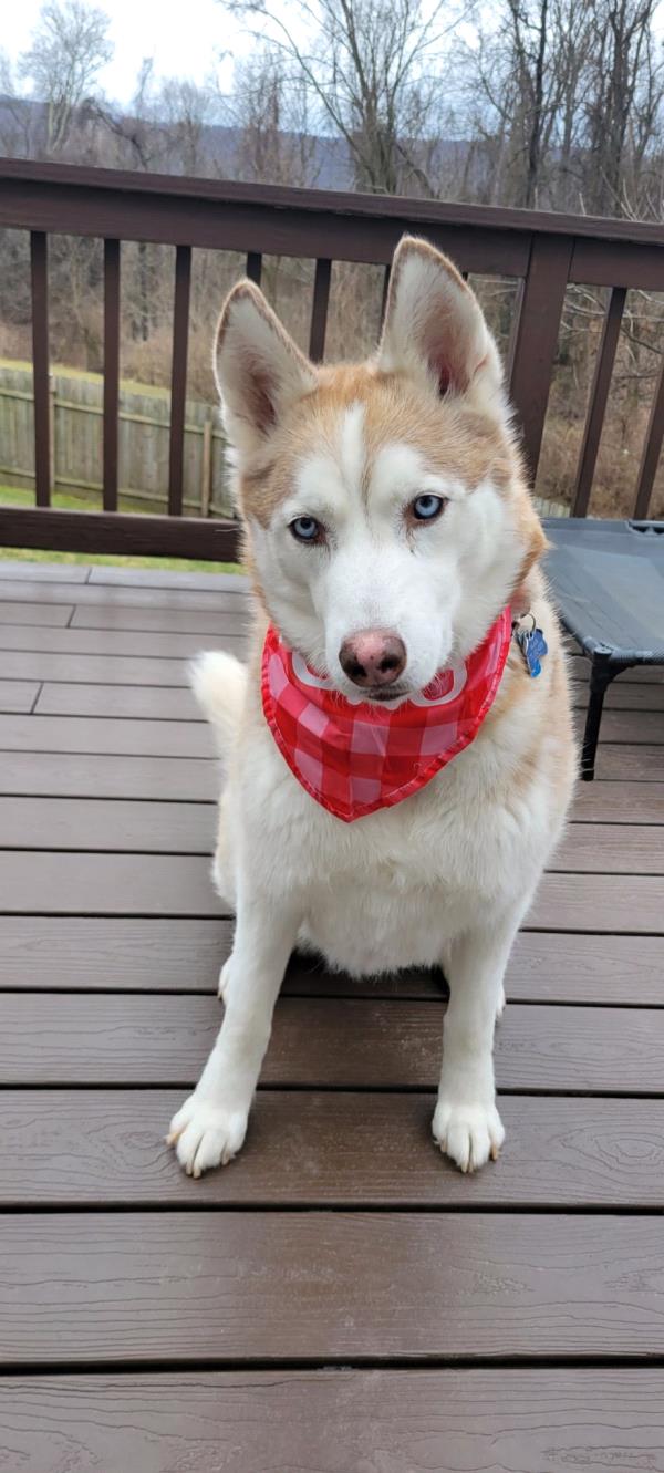 /Images/uploads/Canine Rescue of Central PA Rescue Royalty/CRCPA-rescue-royalty/entries/34180.jpg